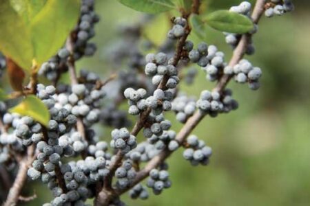 Grow Native Bayberries for Homemade Candle Wax Image